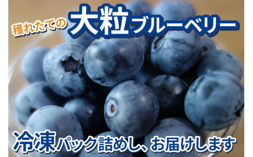 くろかわ農園 冷凍ブルーベリー 2kg（500g×4パック）