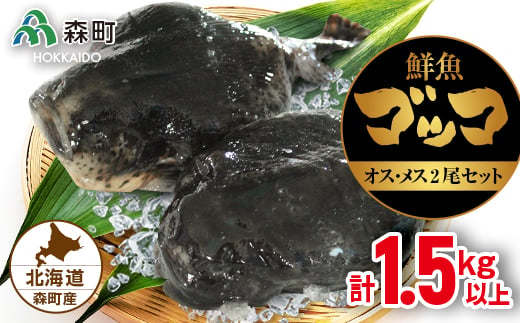 北海道森町産鮮魚「ゴッコ（布袋魚）」オスメス 2尾セット （23年1月中旬以降出荷） 森町 ゴッコ 布袋魚 ごっこ 魚 ホテイウオ 海産物 魚介類 汁物 鍋 ふるさと納税 北海道 mr1-0003