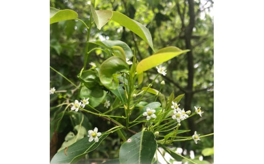 野山のはちみつ そよご蜂蜜