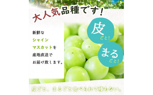 シャインマスカット 約2kg　紀州和歌山産【2025年8月下旬以降発送予定】【UT78】