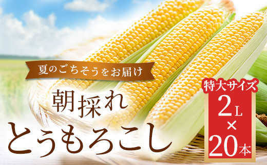 朝採れとうもろこし 20本セット 2L(2024年9月より順次発送) 【 ふるさと納税 人気 おすすめ ランキング 夏のごちそう とうもろこし トウモロコシ コーン 旬 ゴールドラッシュ 糖度 甘味 焼きもろこし フルーツ 福島県 北塩原村 送料無料 】 KBJ007