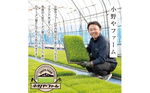 令和5年産 小野やファームのお米 「まっしぐら」 15kg（5kg×3袋） 【小野や】 米 こめ コメ お米 白米 精米 津軽 予約 青森 中泊町 F6N-091