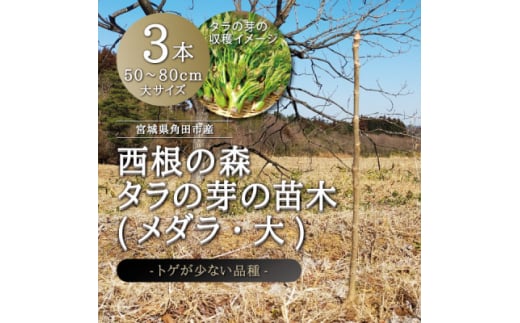 宮城県 西根の森 タラの木の苗木 手掘り苗(タラの芽)50～80cm　3本【1393926】