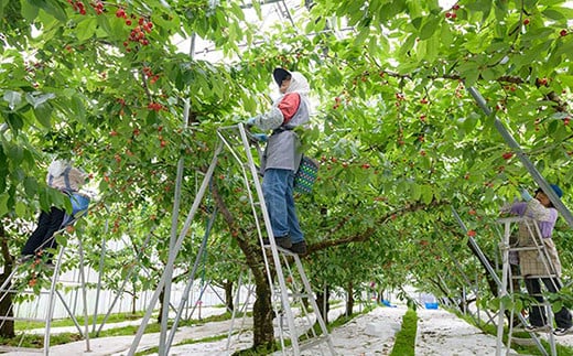 温室栽培さくらんぼ 「佐藤錦」 鏡詰め(300g) 【留長果樹園】 初夏のルビー 贈答 フルーツ王国 フルーツ 南部町 チェリー サクランボ 母の日 青森 F21U-049