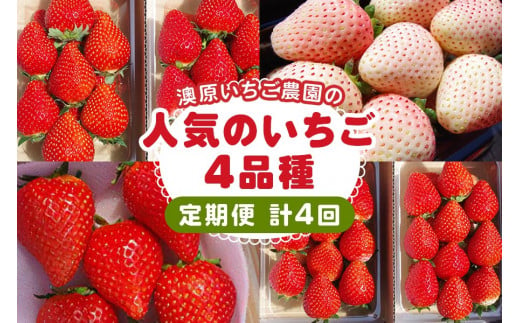 [2024年12月～発送][4ヶ月連続定期便] 澳原いちご農園人気のいちご4品種お届け定期便 (毎月1品種お届け 計4回)｜いちご イチゴ 苺 フルーツ 果物 産地直送 栃木県産 先行予約 [0485]