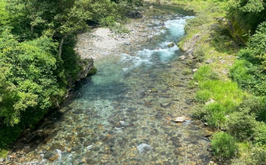 美山天然鮎　落鮎セット [No.481] ／ あゆ アユ 川魚 岐阜県