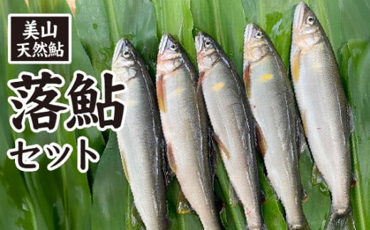 美山天然鮎　落鮎セット [No.481] ／ あゆ アユ 川魚 岐阜県