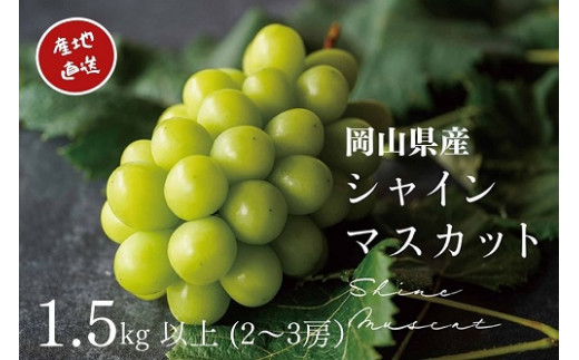 KGF-2.厳選　岡山県産　シャインマスカット　1.5㎏以上　2～3房　産地直送　朝採れ