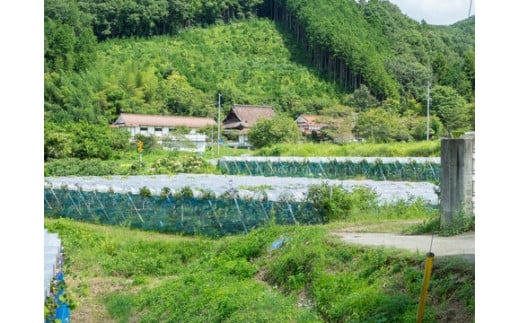 KGF-2.厳選　岡山県産　シャインマスカット　1.5㎏以上　2～3房　産地直送　朝採れ