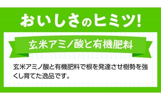 【令和7年発送】宮崎県産完熟マンゴー「果実の宝石」　4L×2玉 【 果物 フルーツ マンゴー 宮崎県産 みやざきマンゴー 先行予約 数量限定 期間限定 】