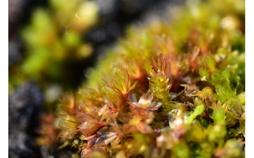 観葉植物 苔盆栽 おまかせ観葉植物 ３種アレンジ 抗火石鉢植え Ｍサイズ（１鉢）苔 北海道冬季発送不可  群馬県 千代田町 インテリア ナチュラル 自然 プレゼント ギフト 贈答用 送料無料 趣味 風水 緑 人気 オススメ 初心者 玄関 自家栽培 株式会社チャーム