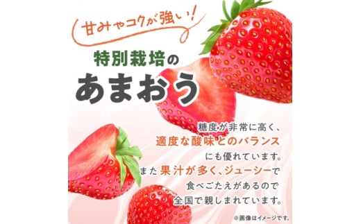 ＜数量限定＞特別栽培あまおう約300g×4パック(約1,200g)＜2024年12月より順次発送＞_ いちご イチゴ 苺 あまおう 果物 フルーツ くだもの ふるーつ 青果 果実 甘い 大粒 大きい 旬 専門店 希少 品種 冷蔵 ギフト 贈答 【1445836】