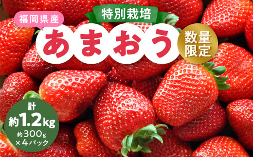 ＜数量限定＞特別栽培あまおう約300g×4パック(約1,200g)＜2024年12月より順次発送＞_ いちご イチゴ 苺 あまおう 果物 フルーツ くだもの ふるーつ 青果 果実 甘い 大粒 大きい 旬 専門店 希少 品種 冷蔵 ギフト 贈答 【1445836】