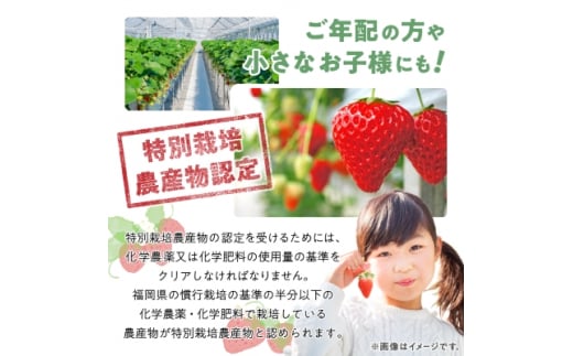 ＜数量限定＞特別栽培あまおう約300g×4パック(約1,200g)＜2024年12月より順次発送＞_ いちご イチゴ 苺 あまおう 果物 フルーツ くだもの ふるーつ 青果 果実 甘い 大粒 大きい 旬 専門店 希少 品種 冷蔵 ギフト 贈答 【1445836】