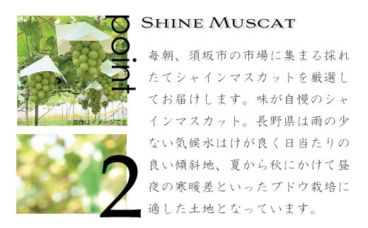 [№5657-2819]厳選シャインマスカット約2kg（約3～4房）《株式会社　長印ながのファーム》■2021年発送■※9月下旬頃より順次発送予定
