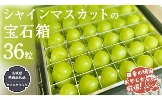 「粒々ぶどう36粒」シャインマスカットの宝石箱【令和6年8月より発送開始】（茨城県共通返礼品：かすみがうら市産） ぶどう ブドウ 葡萄 果物 フルーツ 茨城県産