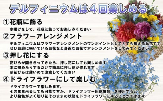 ＜定期便5回＞お花の定期便 デルフィニウム マトリカリア＜7月より発送＞ お花 花