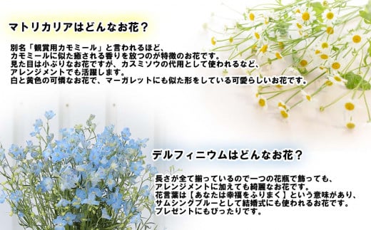 ＜定期便5回＞お花の定期便 デルフィニウム マトリカリア＜7月より発送＞ お花 花