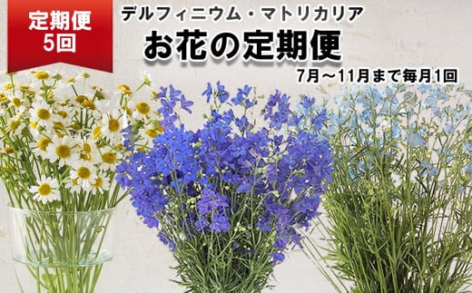 ＜定期便5回＞お花の定期便 デルフィニウム マトリカリア＜7月より発送＞ お花 花