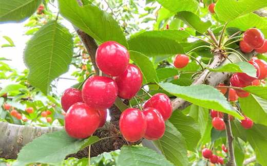 《訳あり》 《大きめ 不揃い》 さくらんぼ 佐藤錦 約1kg 【西塚農園】 わけあり ワケアリ 訳アリ 家庭用 期間限定 初夏のルビー フルーツ王国 サクランボ チェリー 青森県 南部町 三戸 南部 F21U-317