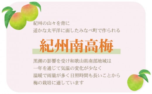 【訳あり】ご家庭用 紀州南高梅 はちみつ漬つぶれ梅 2kg  わけあり 和歌山県産