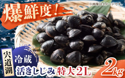 鮮度抜群の貴重な特大粒！宍道湖産しじみ2Lサイズ2kg(生鮮･砂抜済･活しじみ) 島根県松江市/有限会社藤本米穀店 [ALCG009]