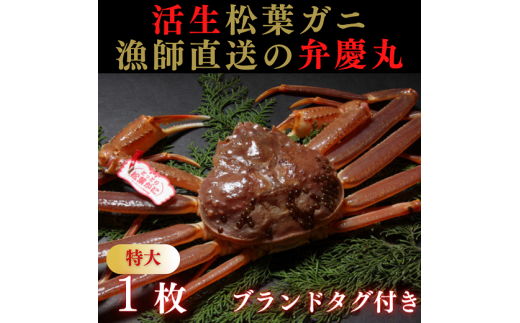 1243  松葉ガニ活生「特大1枚」ブランドタグ付き(弁慶丸)【到着日指定不可】