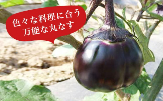 「小布施丸なす」は明治時代から栽培されている小布施の伝統野菜です。甘みがありアクが少なく、ほのかに甘い特有の風味が特徴です。