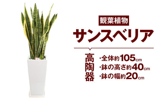 サンスベリア 観葉植物 高陶器 高さ約40cm 幅約20cm 7寸 植物 インテリア ガーデン