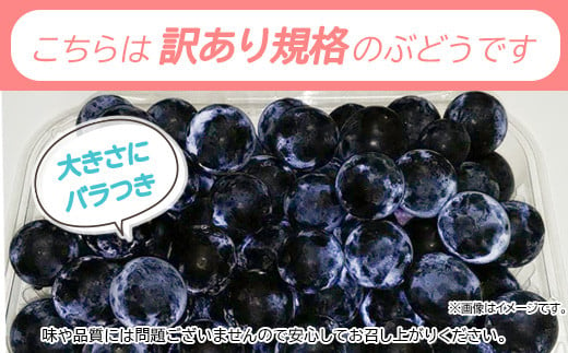 [No.5657-3809]信州須坂産 訳あり 種無し巨峰  粒パック 合計約2.2kg（ 約1.1kg ×2パック） 《坂井果樹園》■2024年発送■※9月下旬頃～10月下旬頃まで順次発送予定