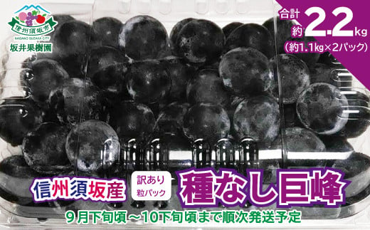 [No.5657-3809]信州須坂産 訳あり 種無し巨峰  粒パック 合計約2.2kg（ 約1.1kg ×2パック） 《坂井果樹園》■2024年発送■※9月下旬頃～10月下旬頃まで順次発送予定