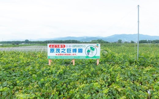 【先行予約】原茂之巨峰園 シャインマスカット2房と種無し巨峰2房の詰め合わせ 2025年8月中旬から8月下旬 出荷予定