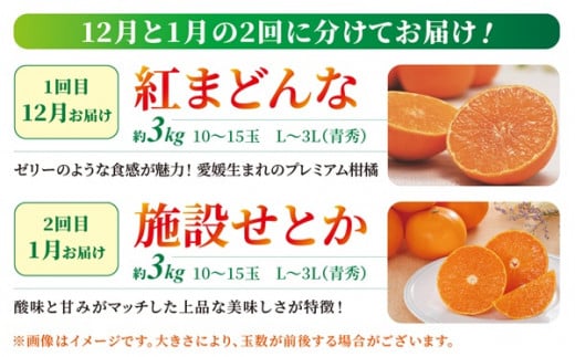 紅まどんな・せとか 青秀 定期便（全2回） 約3kg L～3L（15～10玉） 人気 数量限定 柑橘 伊予市 | D33