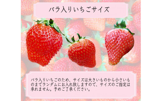 新鮮朝獲れ！おいしいとちおとめ 2パック入り1箱　300g×2パック　計600g （KBP-5）