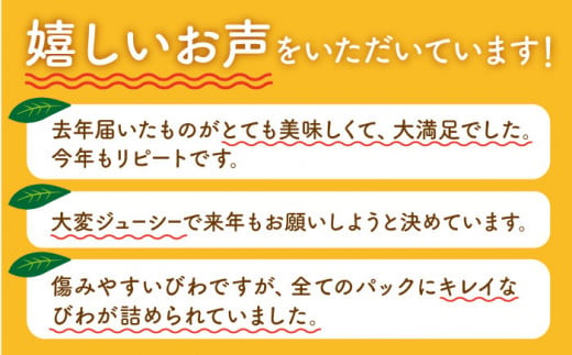 BAQ004 【30セット限定！大人気♪】みょうじんちの長崎びわM・Lセット【カンキツ産直「明時家」】-4