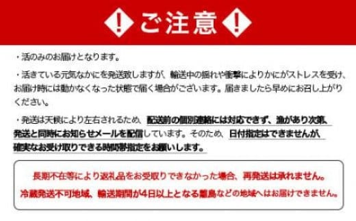 【生産者応援！期間限定増量中！】【訳あり】北海道噴火湾産 活オオズワイガニ 3.0kg 詰め込みセット ＜道産ネットミツハシ＞ かに カニ 蟹 ガニ がに 森町 ふるさと納税 北海道 ずわいがに mr1-0451