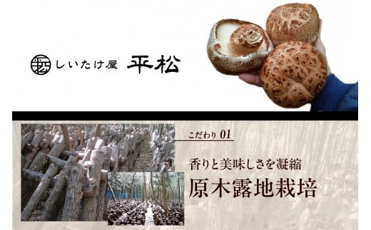 愛知県知多市産原木乾椎茸 ／ しいたけ シイタケ どんこ 肉厚 希少 愛知県 特産品