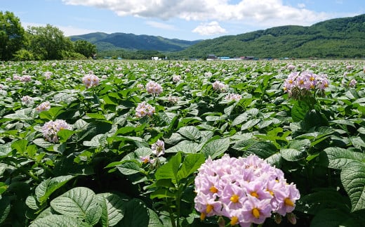 北海道 蘭越産 じゃがいも（メークイン） 約20kg