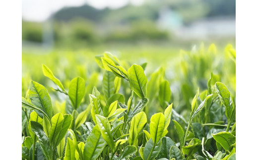 【ふるさと納税】和紅茶 ティーパック 3種 セット 熊本 美里町 紅茶 緑茶 シナモン 生姜 ジンジャー チャイ ティー バッグ tea bag 熊本県 こだわり