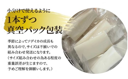 【サイズ不揃い】ソデイカ・刺身用ブロック  500g/沖永良部島特産　W009-056u