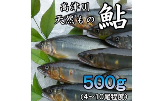 高津川天然あゆ冷凍　500g(吉賀町)【1259201】