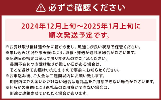 長崎みかん 約10kg 温州みかん