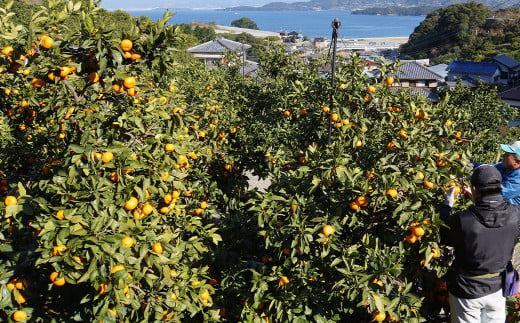 長崎みかん 約10kg 温州みかん