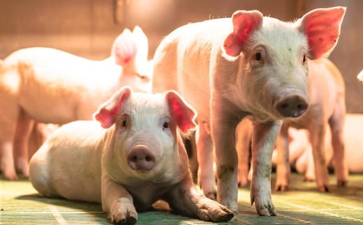 ◇北島農場豚肉使用◇真巧 麦豚ソーセージ 超粗挽き食べ比べセット（2種×各2パック）