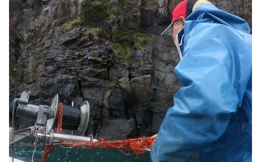 【三島村の漁師からお届け】伊勢海老