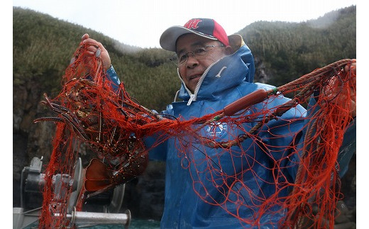 【三島村の漁師からお届け】伊勢海老