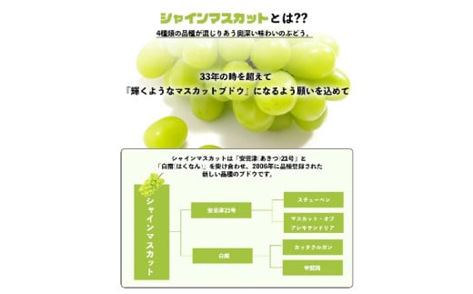 2025年 先行予約 シャインマスカット 約1kg ( 2房 ～ 3房 ) 浅間商産 | フルーツ くだもの ぶどう 果物 ブドウ 葡萄 マスカット シャインマスカット 甘い 果実  種無し たねなし 皮ごと 長野県 千曲市 信州 先行予約