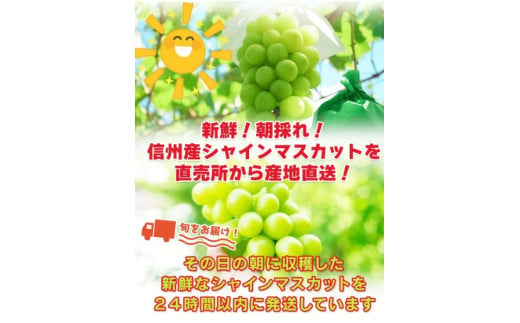2025年 先行予約 シャインマスカット 約1kg ( 2房 ～ 3房 ) 浅間商産 | フルーツ くだもの ぶどう 果物 ブドウ 葡萄 マスカット シャインマスカット 甘い 果実  種無し たねなし 皮ごと 長野県 千曲市 信州 先行予約