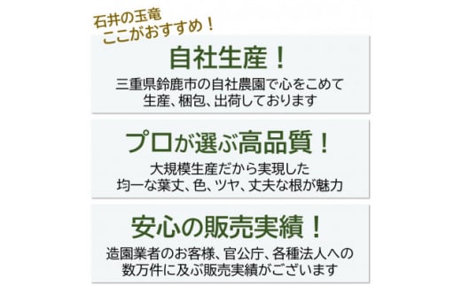 タマリュウ80個　 ポット＜三重県産＞タマリュウ専門店【1278379】