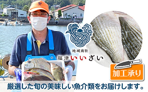 【年12回毎月】福津の旬の魚介類こだわり定期便【加工承り】【随時開始】[F7016]